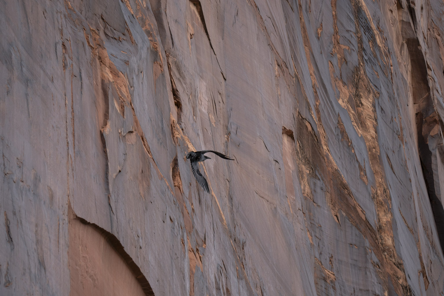 A raven flies away near the cliffs